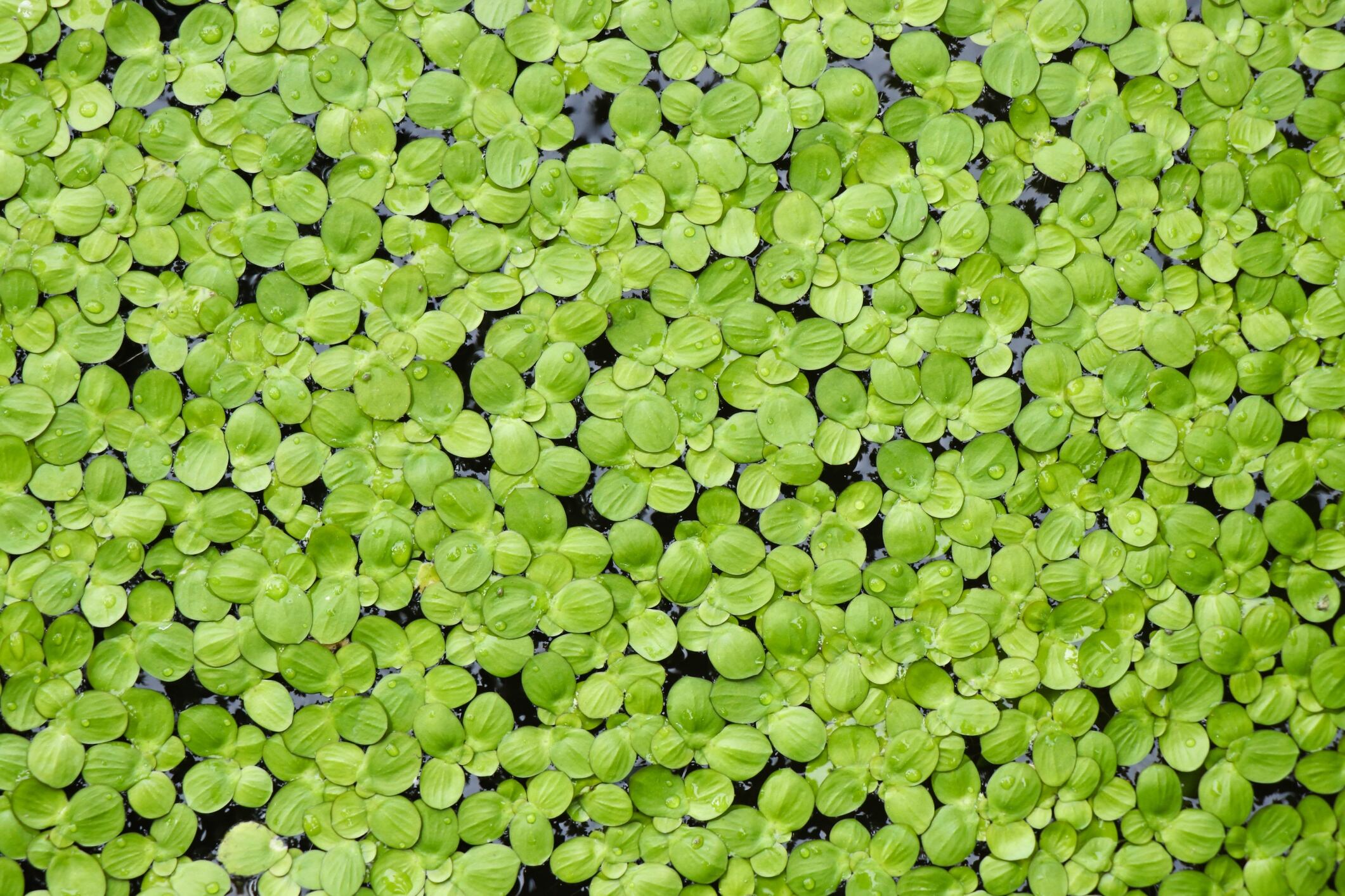 Going-green-Polyphenol-boosted-Mediterranean-diet-targets-visceral-fat.jpg
