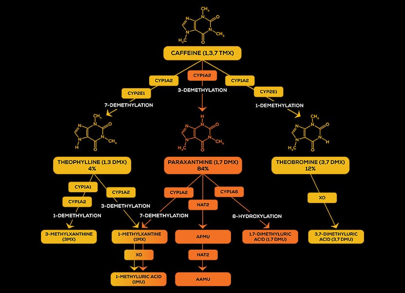caffeine metabolism
