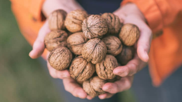 The walnut-microbiome interaction may influence cardiovascular health
