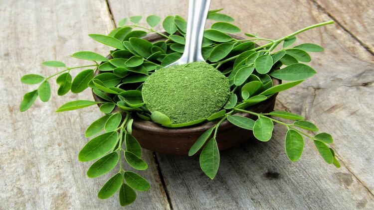 Moringa leaves important sources of micronutrients and phytochemicals, review finds