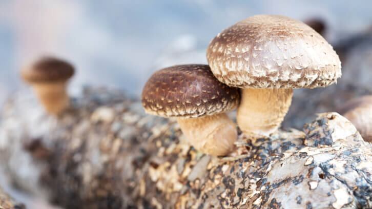 NPA-submits-Citizen-Petition-on-labeling-of-mushrooms-mycelia.jpg
