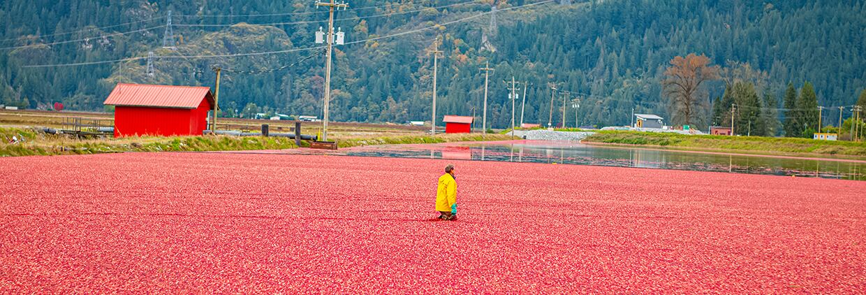 A-Type PAC cranberries