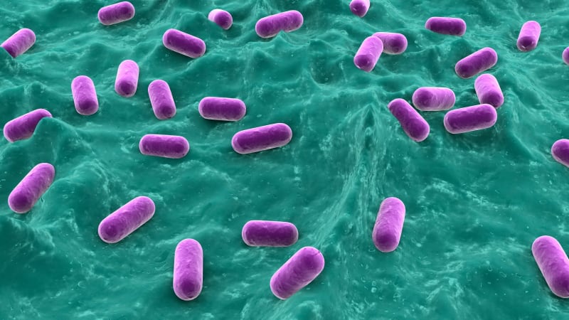 Probiotics and pathogenesis: How certain probiotic strains may benefit IBD patients