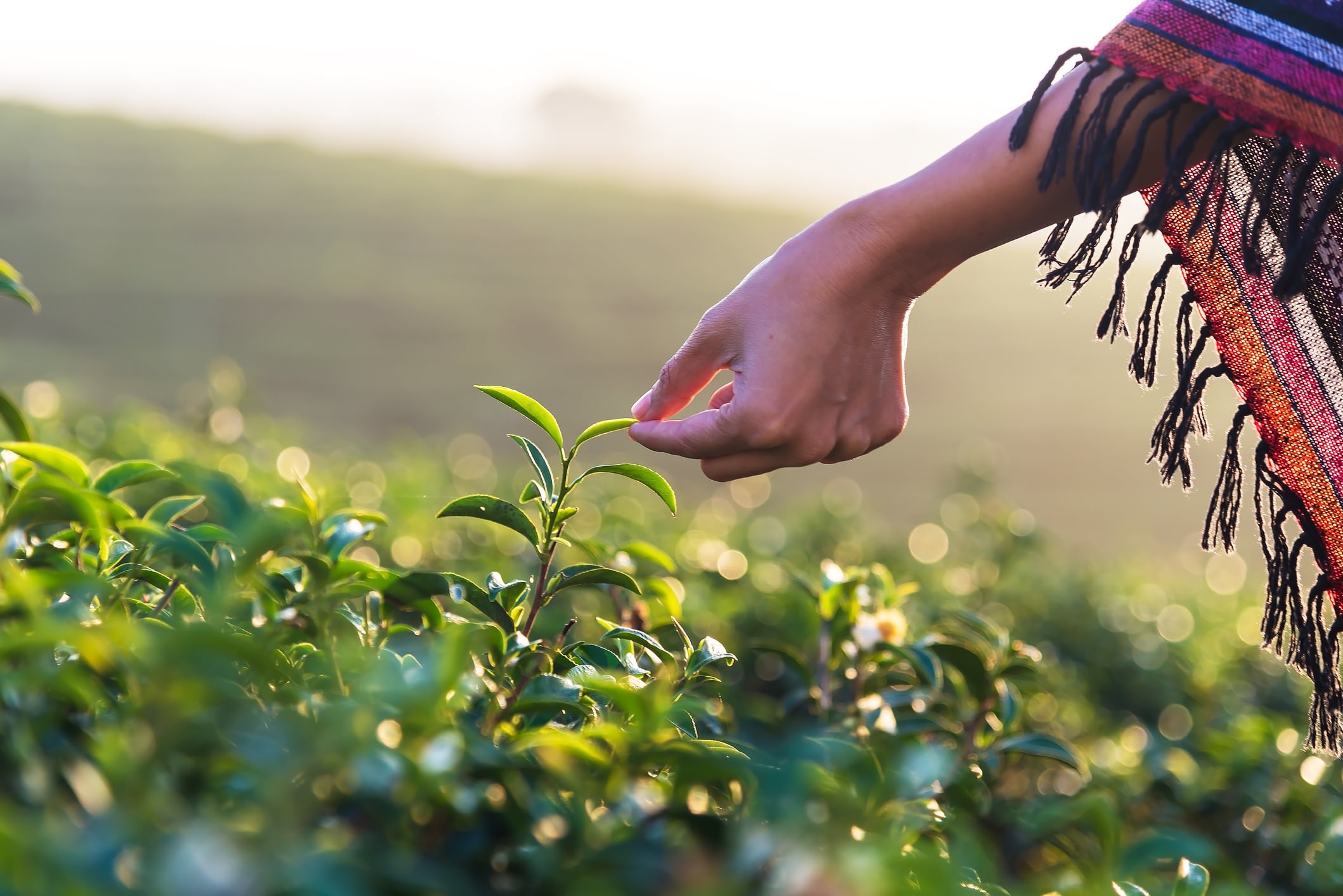 Sustainable Herbs Program launches comprehensive toolkit to help companies bolster sustainability efforts
