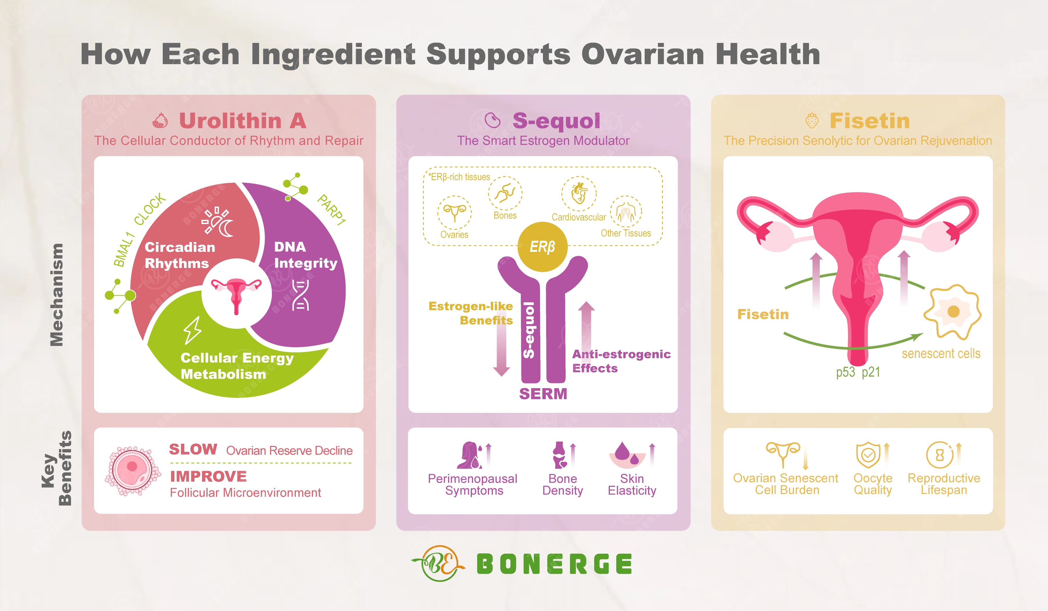 Infographic of women’s health active ingredients including urolithin A, S-equol, and fisetin, illustrating their roles in hormone balance, ovarian health, and cellular aging pathways