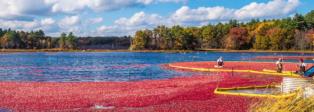 Sourcing cranberries in Oregon Coast