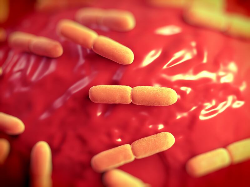 probiotic-Lactobacillus-bulgaricus-bateria.jpg