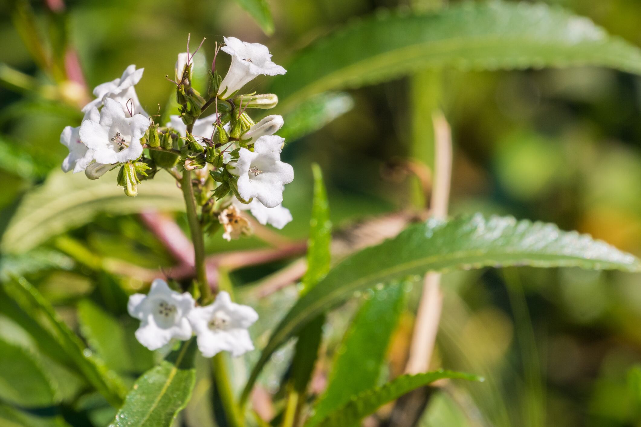 RCT-supports-Santa-herba-extract-s-weight-management-and-energizing-potential.jpg