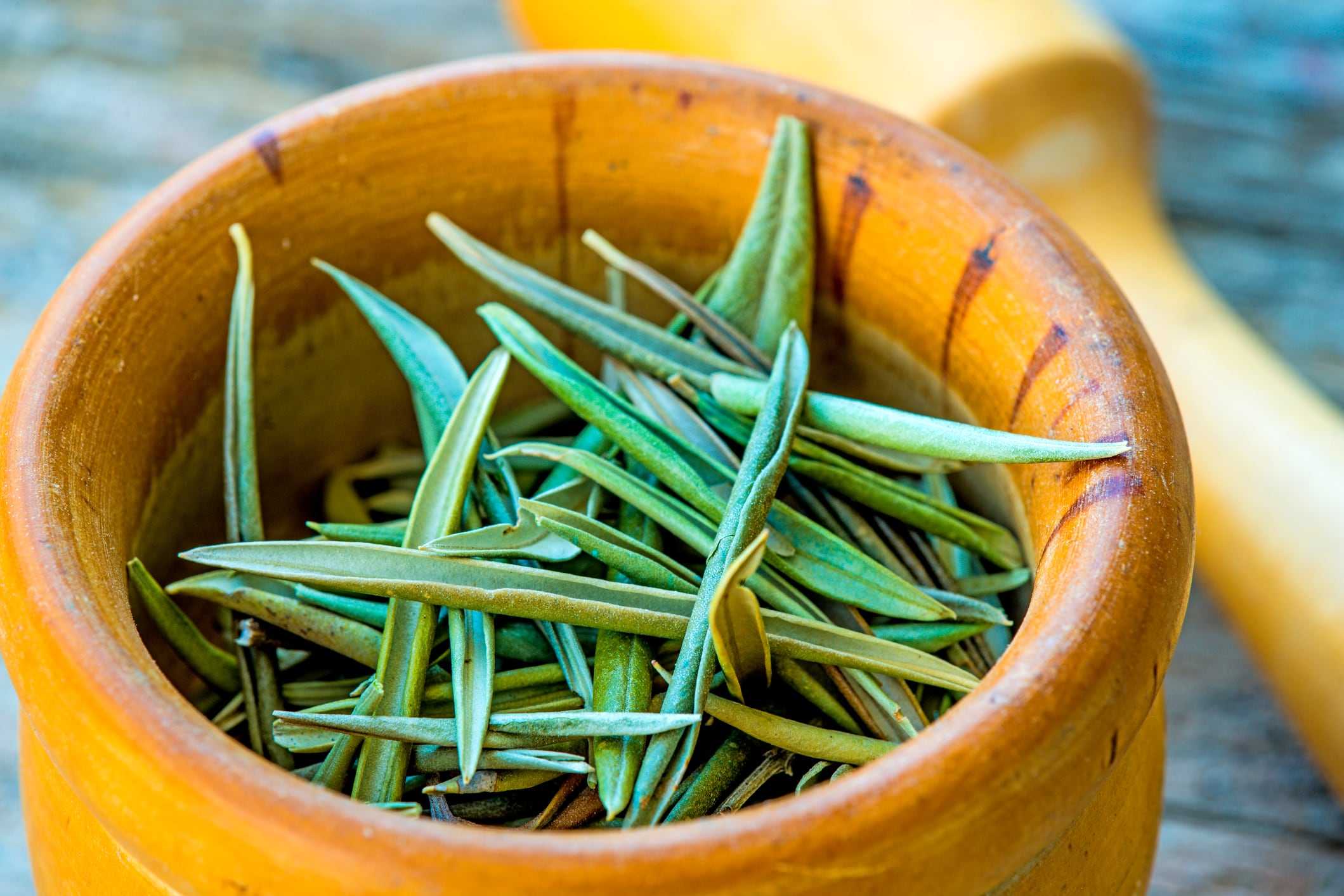 olive tree leaves, drug to lower blood pressure