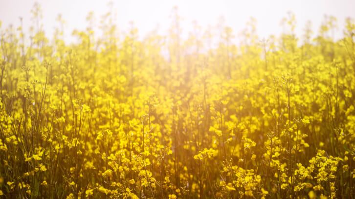 Nutriterra-partners-with-Connoils-for-Omega-3-Canola-powder-launch.jpg