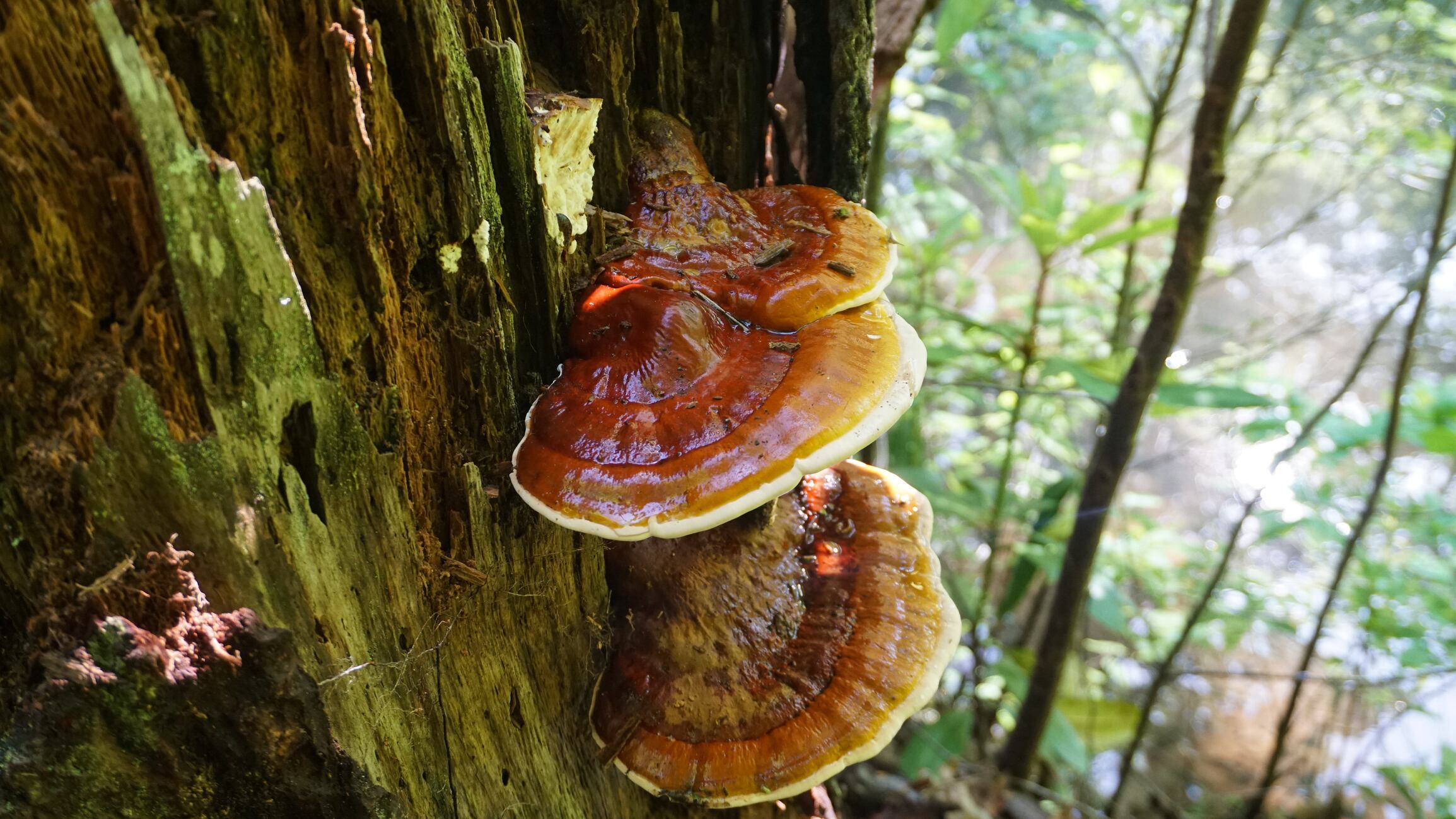 Reishi mushroom market projected to hit €4.24 billion by 2027