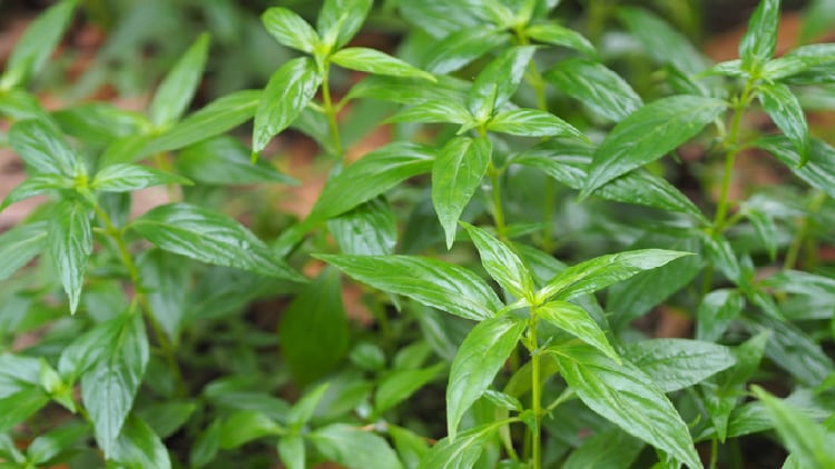 Indian botanical shown to strengthen adaptive immunity in 30 days trial