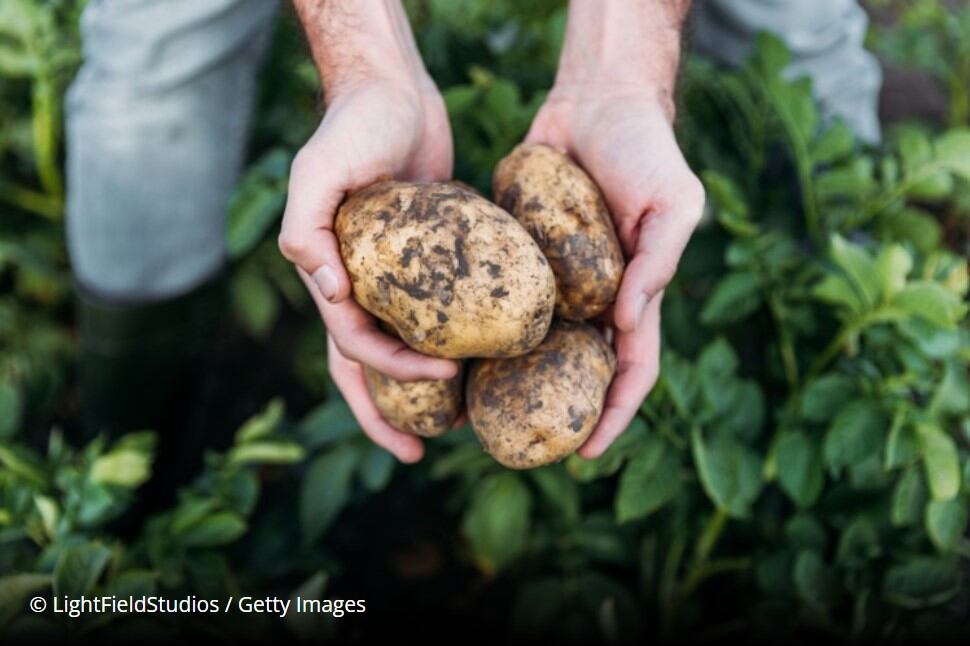 Predicting dietary responses could help reduce chronic disease: Study 