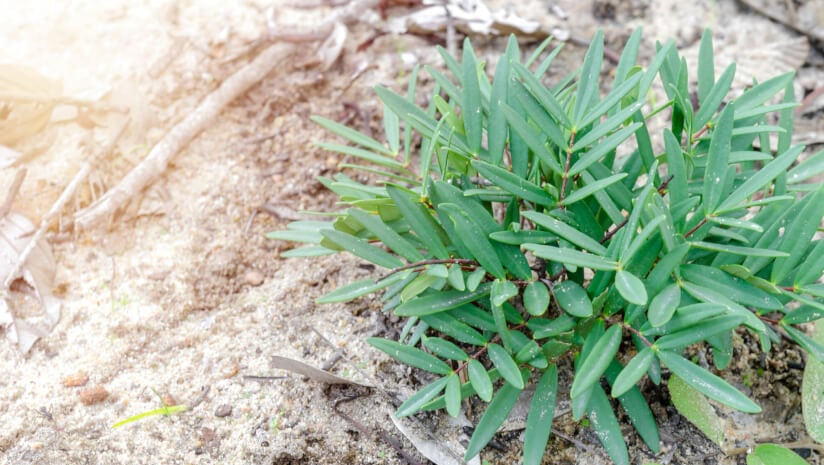 Tongkat Ali, an herbal supplement derived from a shrub native to Southeast Asia, can boost testosterone levels in men but not instantaneously.