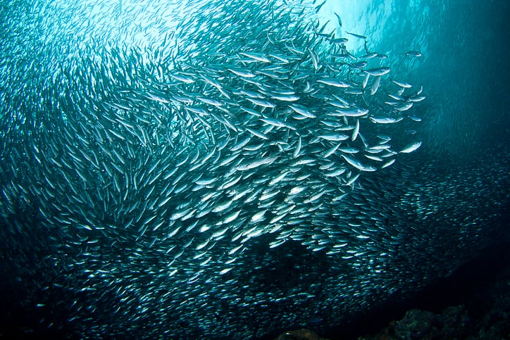 Despite fears of oceanic decline, outlook is positive for supply of marine omega-3 ingredients