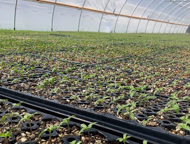 Hemp startup bets on transparency with new farm in Oregon
