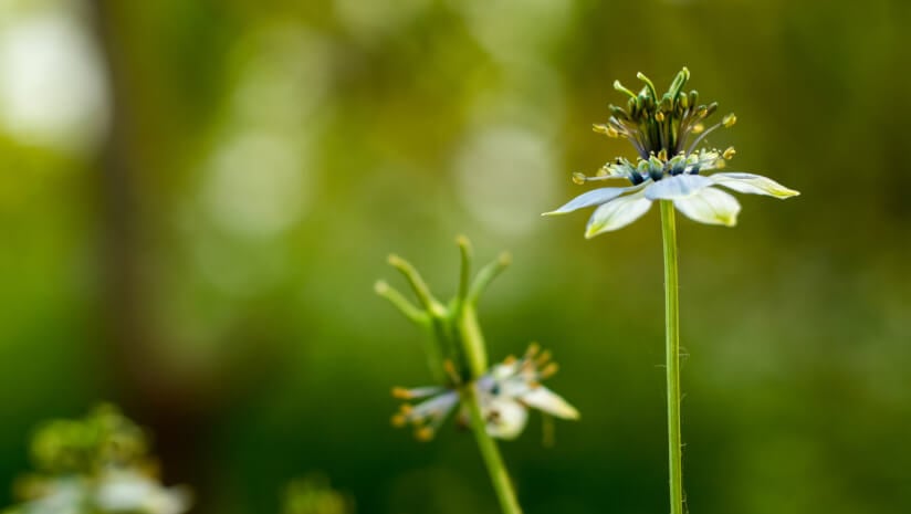 Not a one-condition remedy: The legacy and promise of ‘blessed’ black seed oil