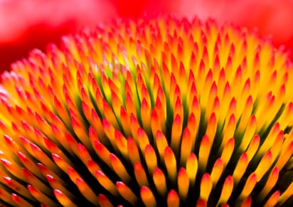 Echinacea-purpurea.jpg