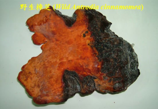 wild-antrodia-cinnamomea.png