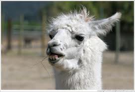 llama.jpg