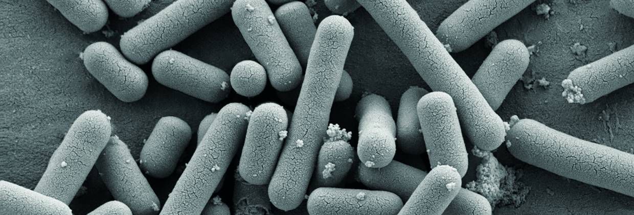 Lactobacillus brevis KABP
