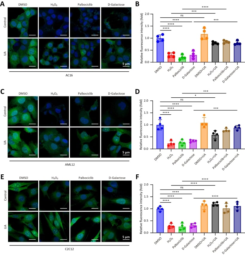 Figure 1. MitoIgnite restores nascent protein synthesis in stressed cardiac, liver, and skeletal-muscle cells.