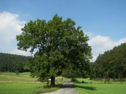 Fraxinus-excelsior.jpg
