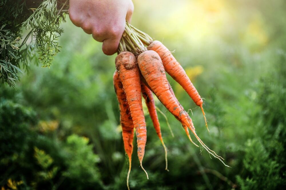 NutriLeads-builds-science-and-market-for-innovative-upcycled-immune-ingredient.jpg