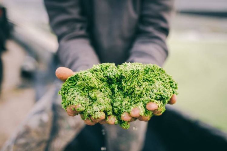 CK Ingredients inks deal to distribute Parabel’s duckweed protein in Canada