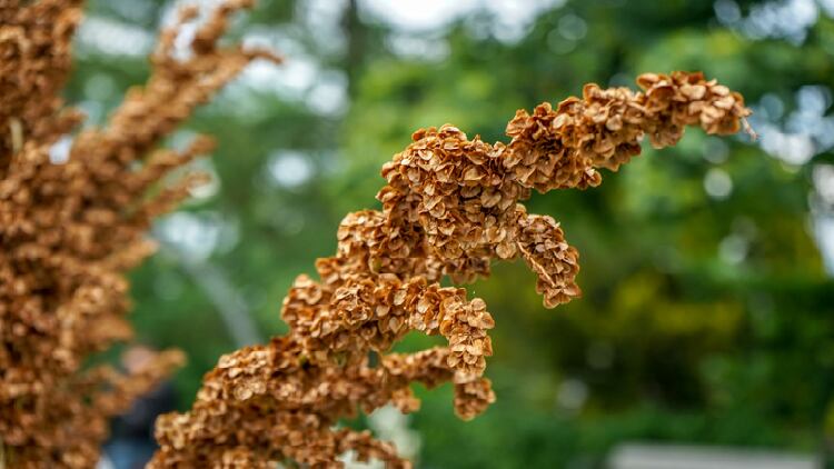 New food raw materials: Lactobacillus strain, dihydroquercetin, monk’s rhubarb up for consideration in China