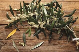 Pharmactive launches olive leaf extract to support immunity