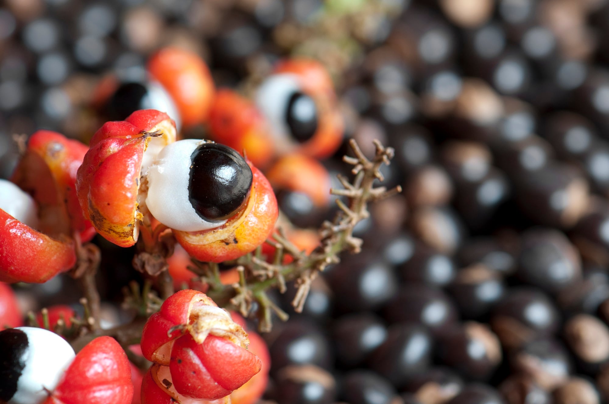 Liposomes protect bioactive function of guarana in cosmetic applications, discover researchers 
