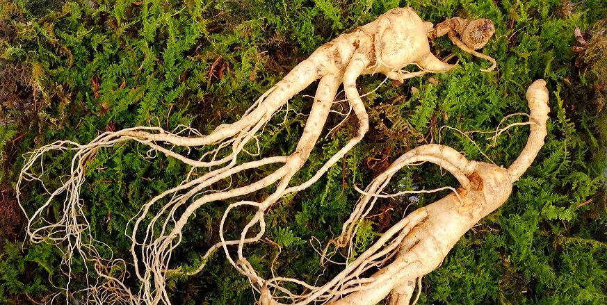 Ginseng for microbiome: Daebong Life Science highlights herb’s ability to regulate skin microbiome