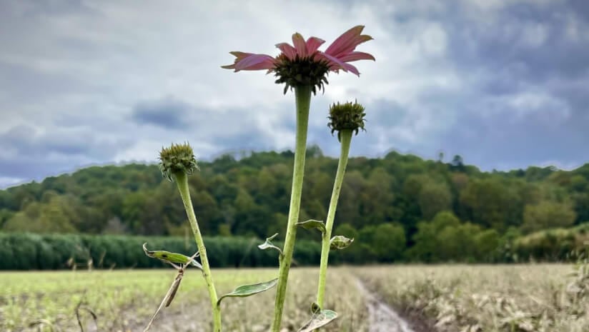 Gaia-Herbs-emerges-resilient-after-Hurricane-Helene.jpg