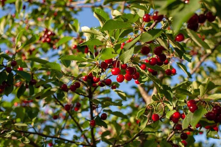 Supplier-debuts-concentrated-acerola-extract-with-high-level-of-natural-vitamin-C.jpg