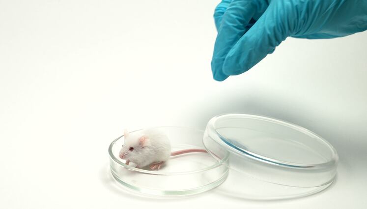 Tooth health products: Taiwan FDA plans to remove animal studies, set new clinical trial requirements