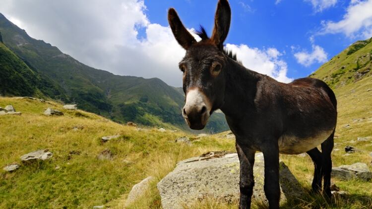 Donkey-milk-as-potential-ingredient-for-infant-and-ageing-products.jpg