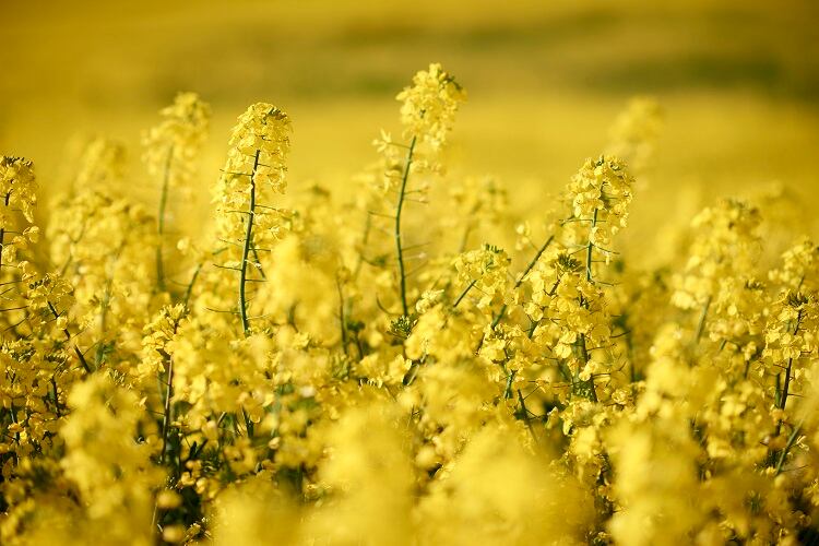 Move over soy? Rapeseed has the potential to replace soy in plant-based, say researchers
