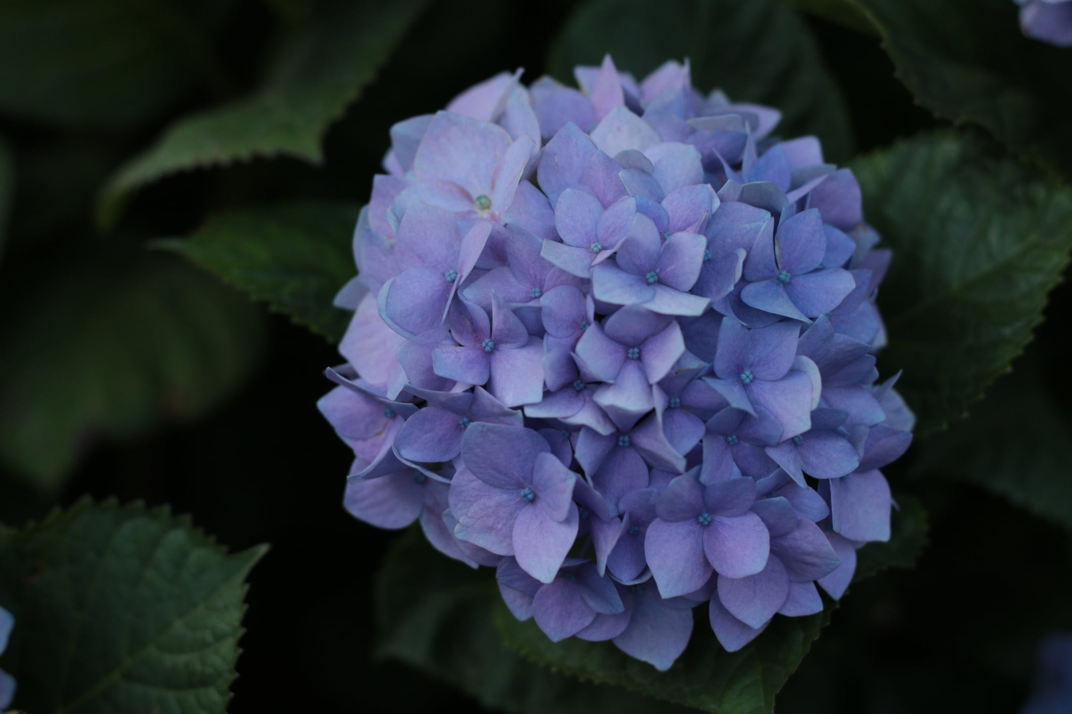 Hydrangea leaf extract may boost skin health from within: RCT