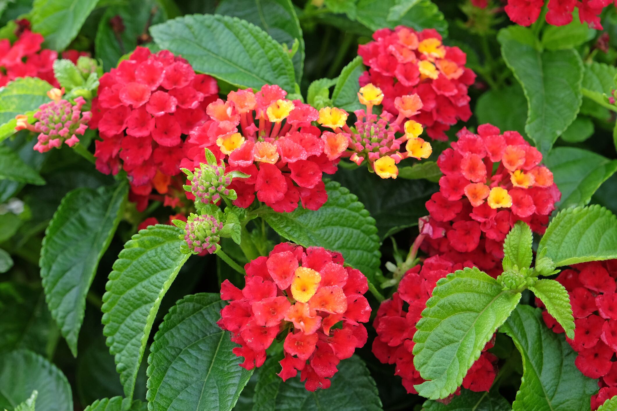 Red, orange, and yellow Lantana camara, also known as wild sage, Bandana Hot Blooded Red, in flower.