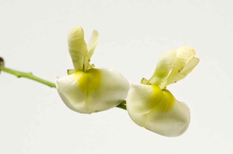 Indena-launches-new-flavonoid-ingredient-targeting-performance-nutrition.jpg