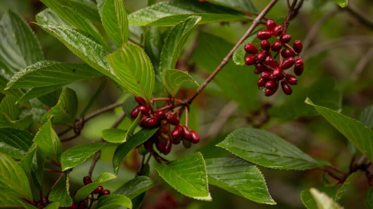 Berberine-may-help-manage-blood-sugar-levels-for-prediabetics.jpg