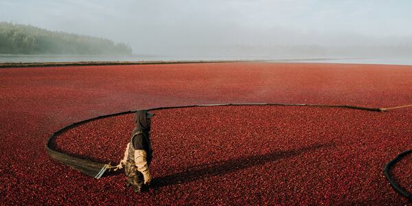 cranberry extraction