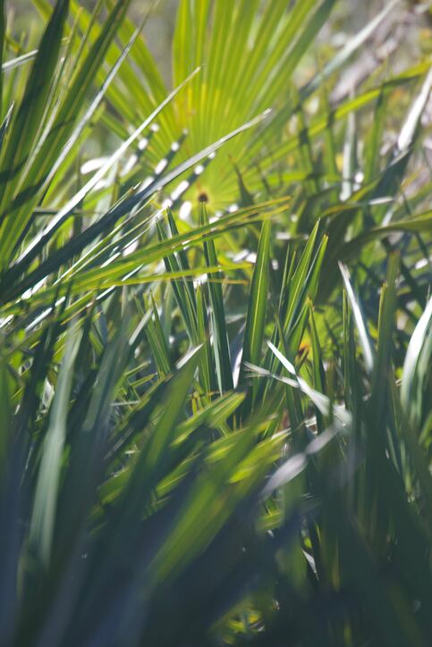 Saw-Palmetto-MichaelFreifeld-GettyImages-870825404.jpg
