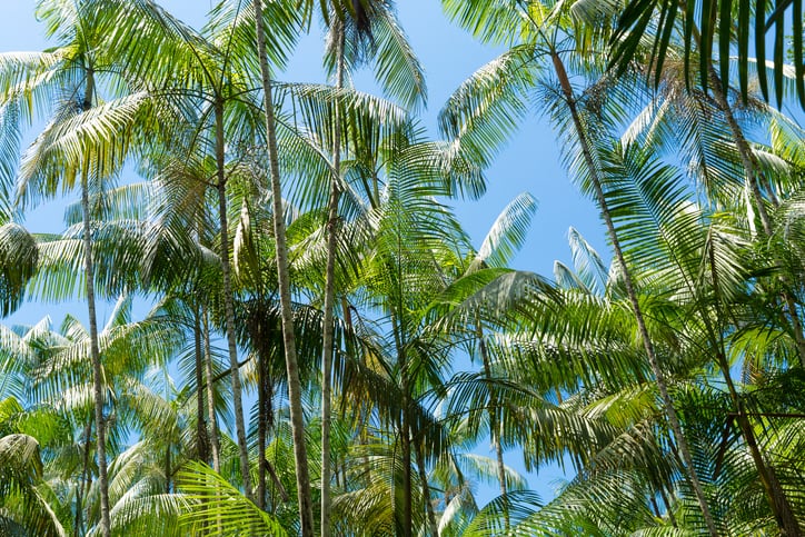 From açaí to buriti to camu-camu: Study makes case for increased commercialization, research on Brazilian small wild fruits