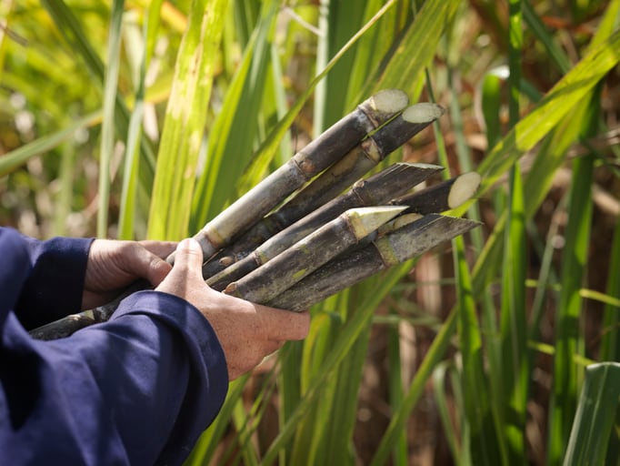 Sugarcane fix: Revolutionary remote trial to explore health benefits of polyphenols in plant extract