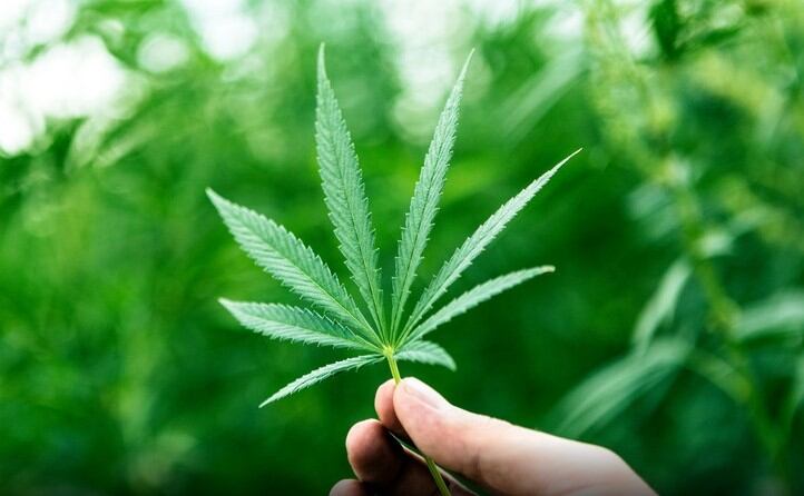 Cannabinoid conflict: “Scandal” of high THC content in CBD products slammed by industry  