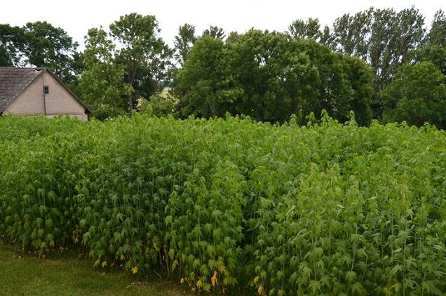 Charkit adds CBD to personal care ingredient portfolio