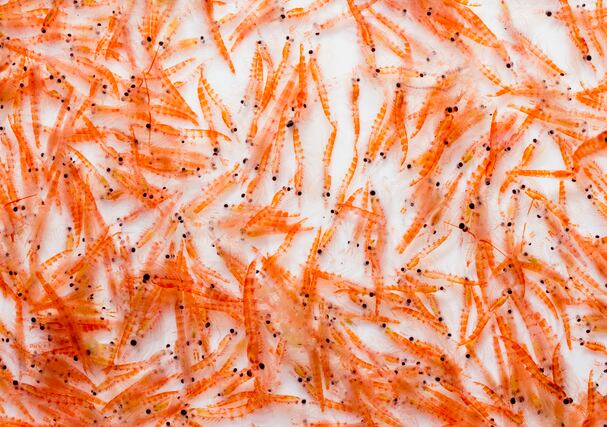 Pooled results of big trials showing krill oil cuts triglycerides good news for sector, supplier asserts