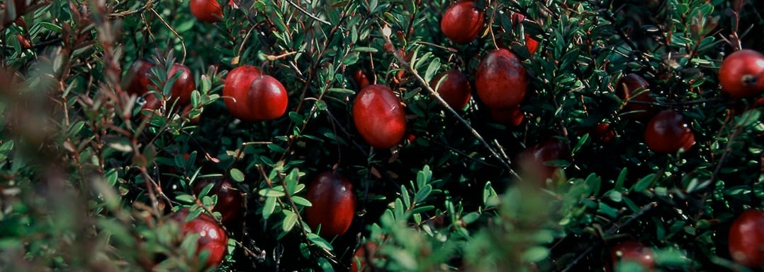 Urinary tract health: How cranberry ingredients can be a powerful option